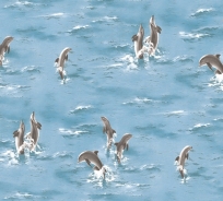 Giấy dán tường A+A